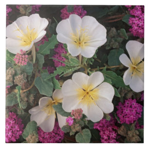Primrose da Noite do Deserto e Verbena da Areia do