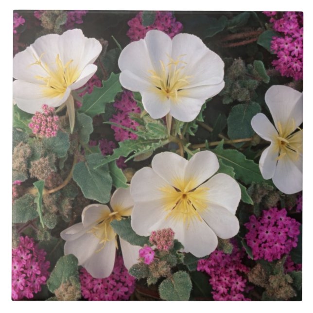 Primrose da Noite do Deserto e Verbena da Areia do (Frente)