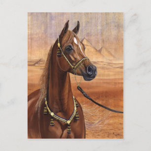 Princesa Egípcia cartão postal de cavalo Árabe