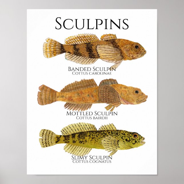 Print, Value Poster Paper (Matte) (Frente)