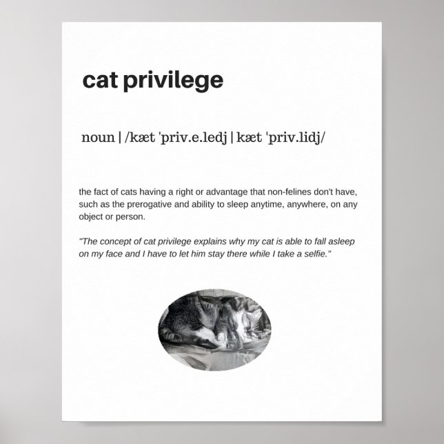 Privilégio de gato engraçado selfie poster matte (Frente)