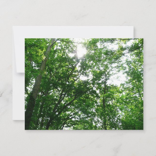 Procurando Árvores de Verão (Frente)