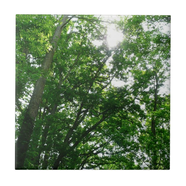 Procurando Árvores de Verão (Frente)