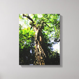 Procurando grande árvore na floresta - Canvas