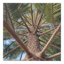 Procurando um tronco de árvore