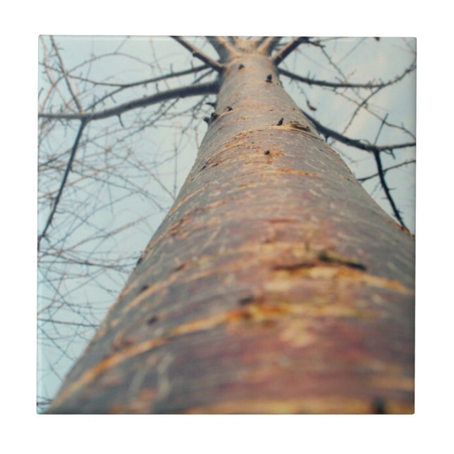 Procurando uma árvore (Frente)