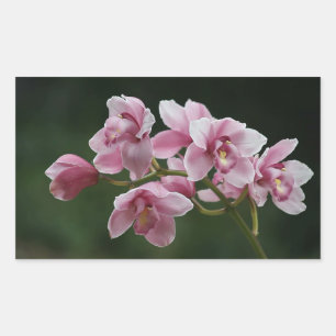 profundamente - etiqueta cor-de-rosa do retângulo