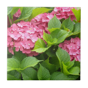 Profundamente - Hydrangeas cor-de-rosa