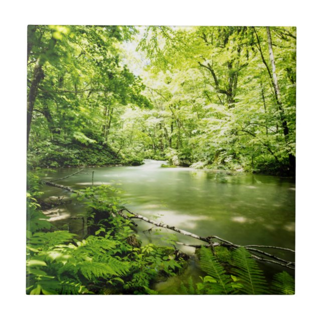 Profundamente na floresta (Frente)