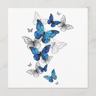 Programa Borboletas Azuis Morpho