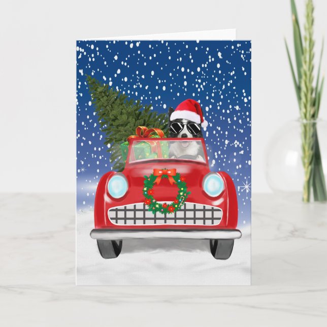 Programa Border Collie  Cão Dirigindo Carro Na Neve Natal  (Frente)