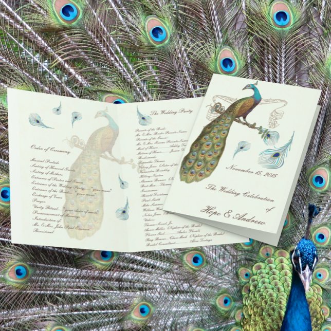 Programa de Casamento com Penas de Pavão (Criador carregado)