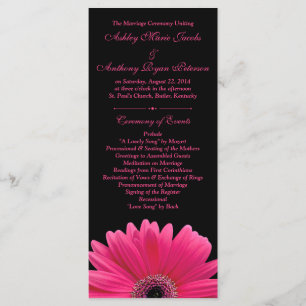 Programa de Casamento Negra de Gerbera Daisy, Rosa