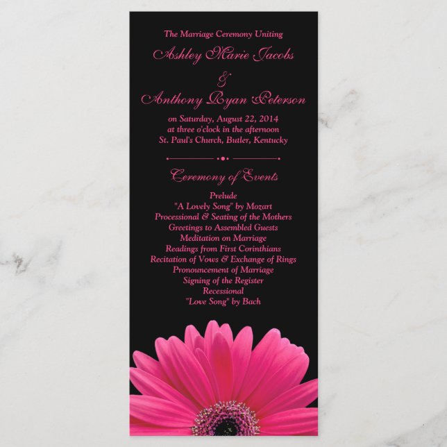 Programa de Casamento Negra de Gerbera Daisy, Rosa (Frente)
