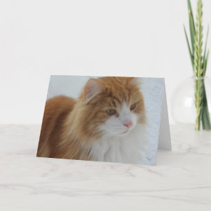 Programa Gato_da_Floresta_Norueguesa