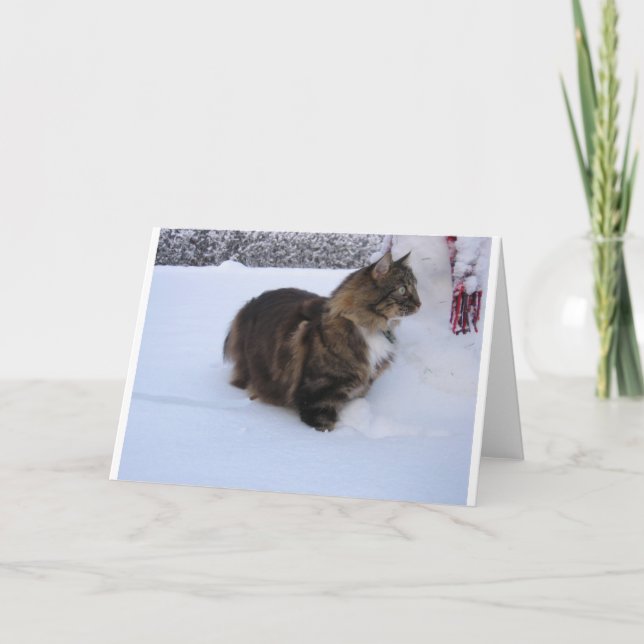 Programa gato floresta norueguesa na neve (Frente)