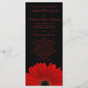 Programa Red Gerbera Daisy Flower Black Wedment
