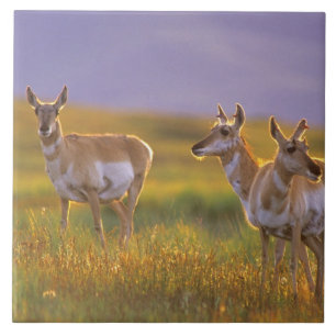 Pronghorn Antelope em Montana