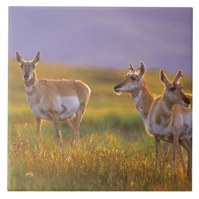Pronghorn Antelope em Montana (Frente)