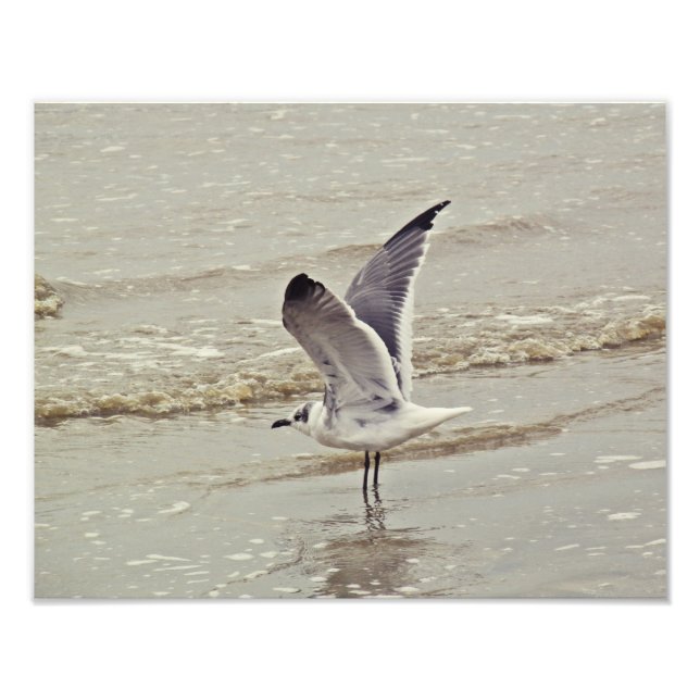 Pronto para o voo Foto (Frente)