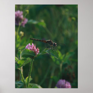 Pronto para Voar - Dragonfly Poster