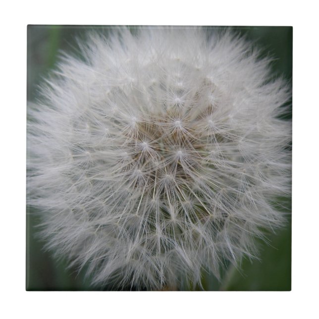 Propagando Azulejo Dandelion Flor (Frente)