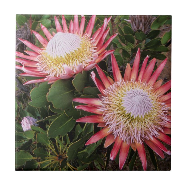 Protea-rei (Protea Cynaroides), Helderberg (Frente)