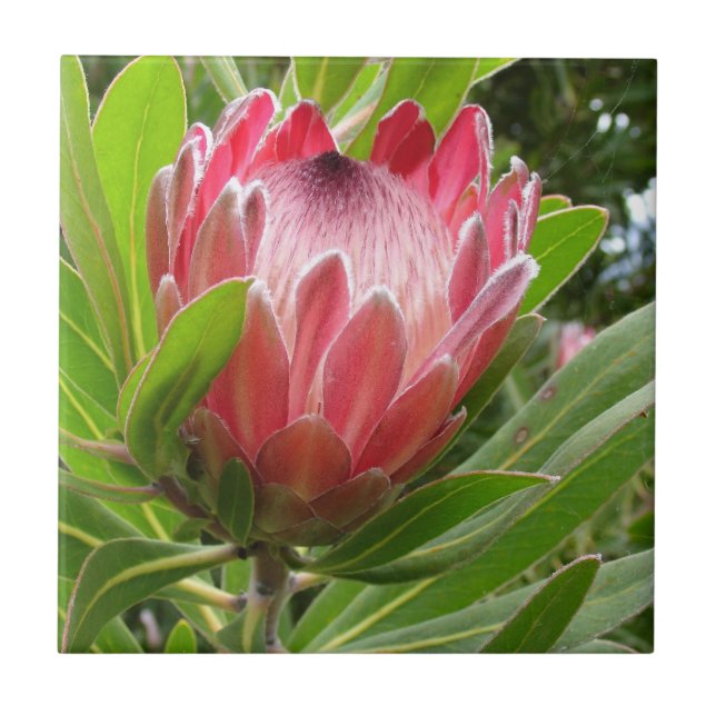 Protea vermelho (Frente)