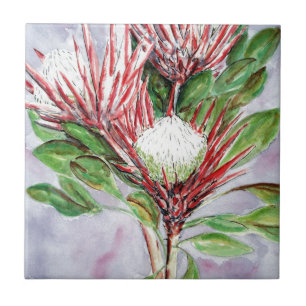 Proteas