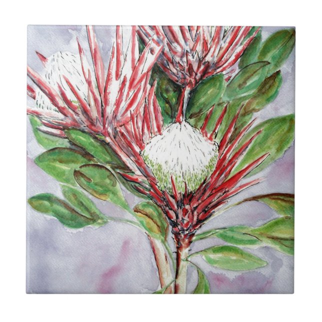 Proteas (Frente)