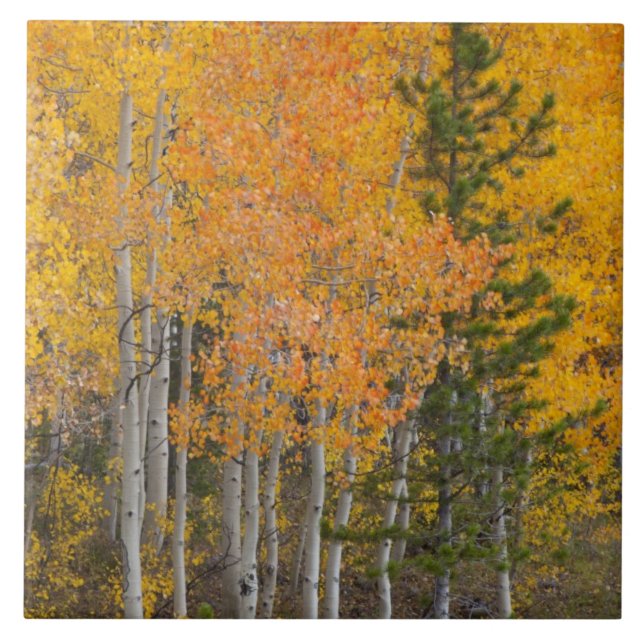 Provo Rio e aspineas (Frente)