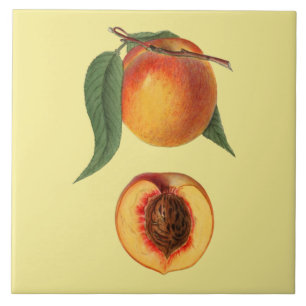 Prunus Persica Peach~Botânica ~Cozinha ~Qualquer C