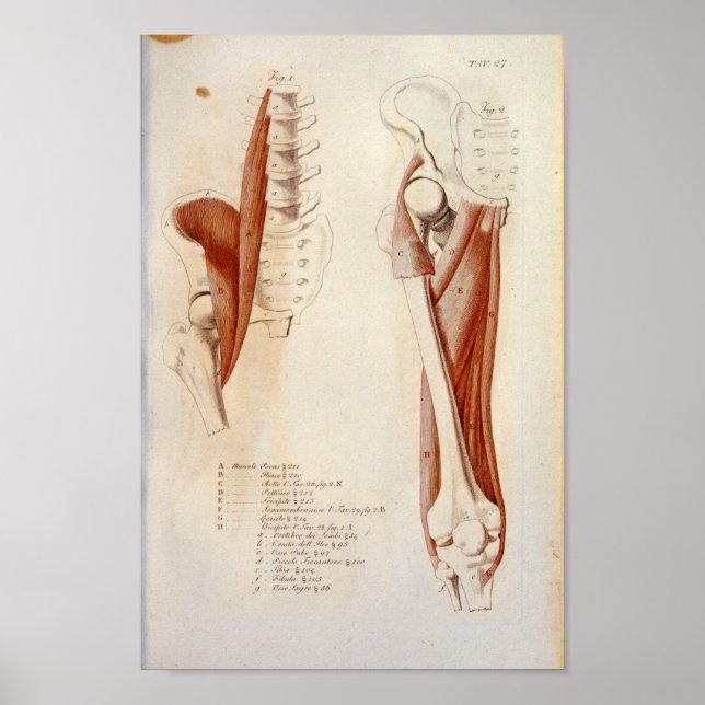 Psoas Coluna lombar Anatomia muscular Impressão fr (Frente)