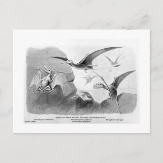 Pterodáctilos arte cartão postal