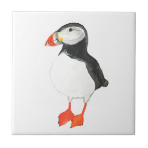 Puffin Bird Willife Colorida