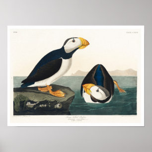 Puffin grande faturado por Poster de Audubon