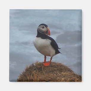 Puffin na Imã de geladeira