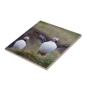 Puffin Orud