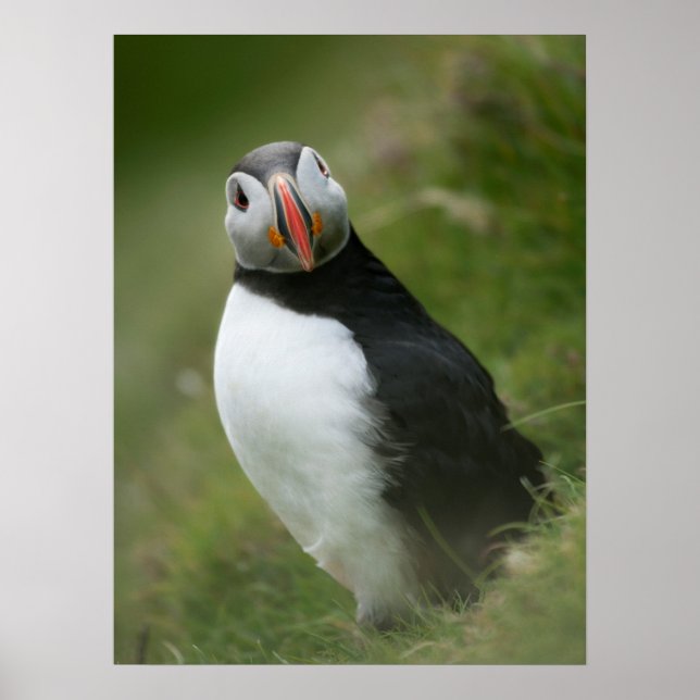 Puffin poster (Frente)