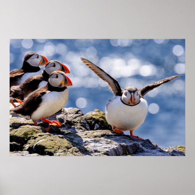 Puffin poster (Frente)
