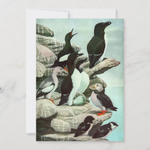 Puffins e Aves Aquáticas Antigas por Louis Fuertes