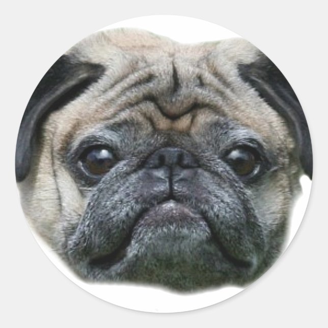 Pug Adesivos para cães (Frente)