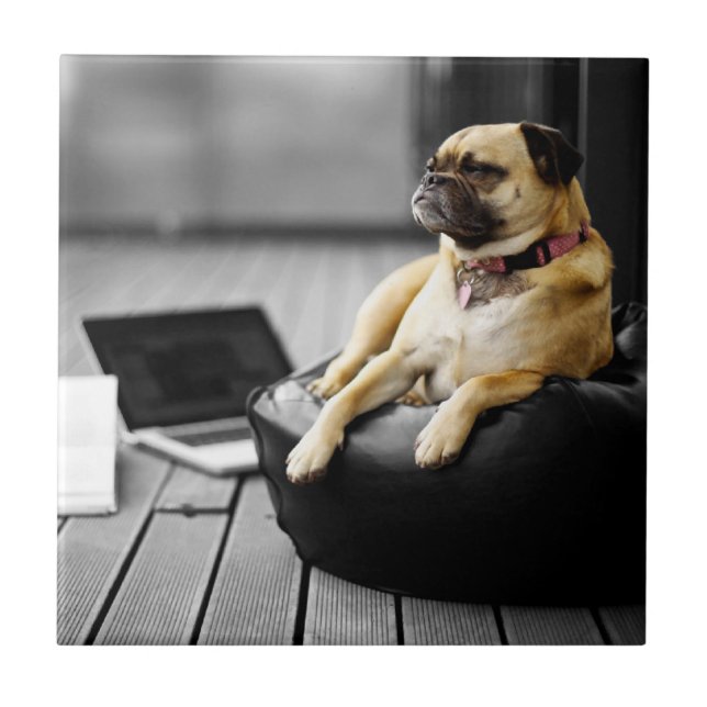 Pug at Rest (Frente)