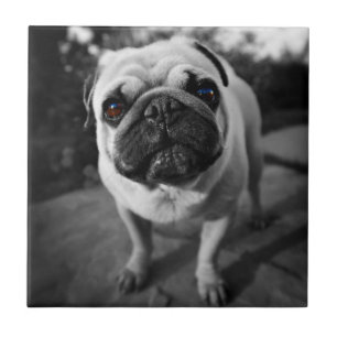 Pug bonito