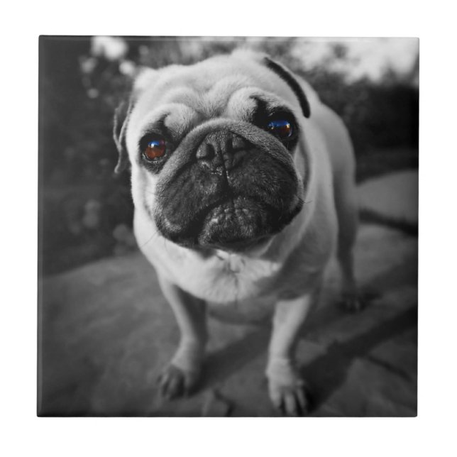 Pug bonito (Frente)