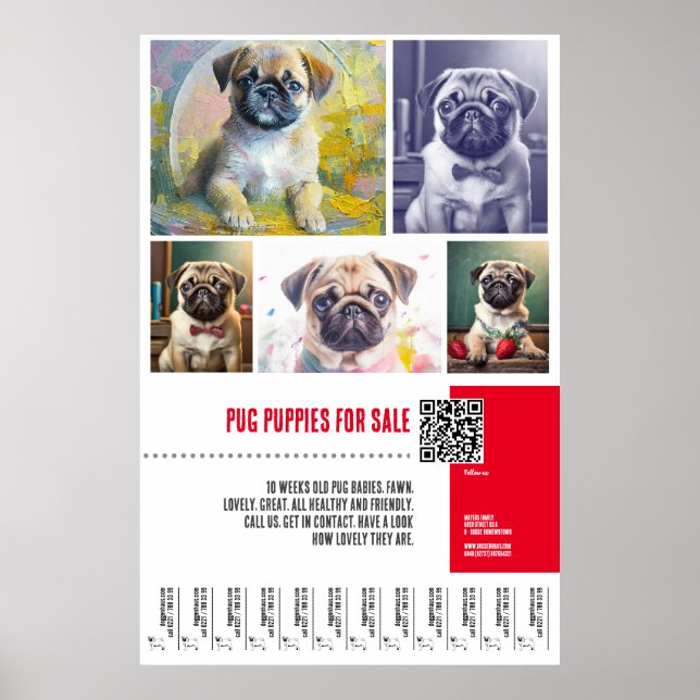 Pug cachorrinho para venda de modelos poster (Frente)