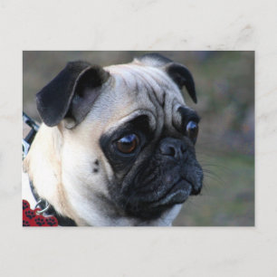 Pug cartão postal