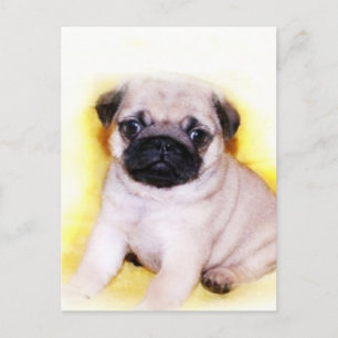 Pug Cartão postal