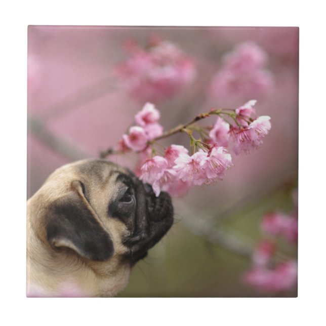 Pug Cheirando a arbustos (Frente)