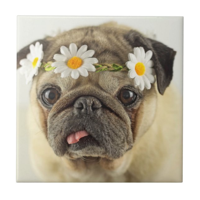 Pug com Daisy Crown (Frente)